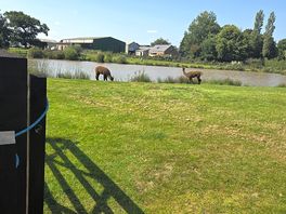 Lake during the day and the alpacas