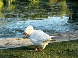 Greedy goose!!