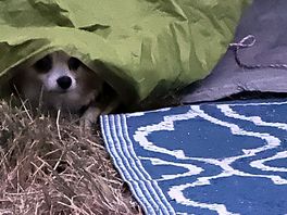 Our dog enjoying her camping trip