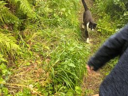 This lovely cat even came on our evening walks ❤️