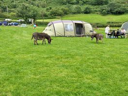 Keeping the grass short.