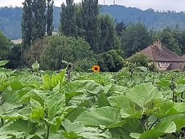 Sunflower maze. this sunflower was calling out for his photo to be taken in front of farm buildings.