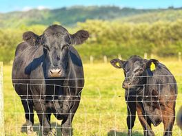 Moo
