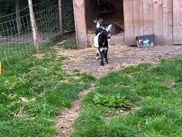 Goats
