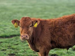 Moo