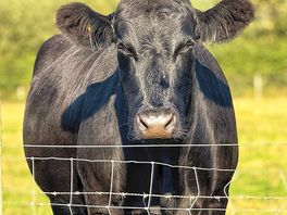Moo