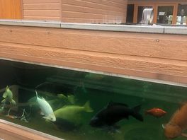Huge fish in an outdoor tank