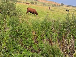 Cows