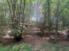 Forest of dean view