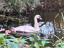 Beautiful family of swans on the river