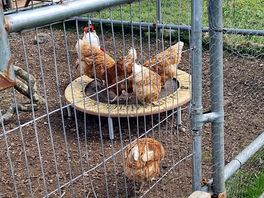 Happy chicken's. fresh eggs were available for sale too