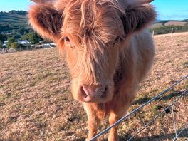 Not so friendly muma highland