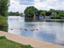 Family of ducks that were not a familiar breed from our home town.