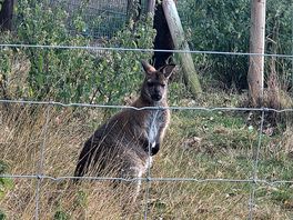 One of the lovely wallabies