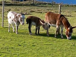 The owners donkeys