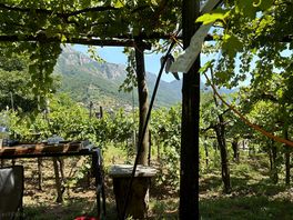 View of the mountain and vineyard