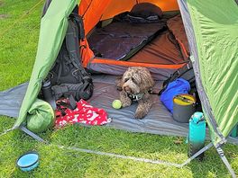 Dog friendly site