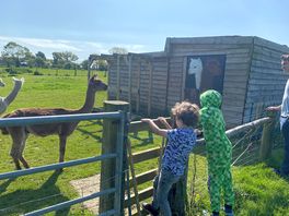 Visiting the alpacas