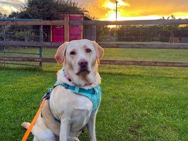 My dog enjoying her stay