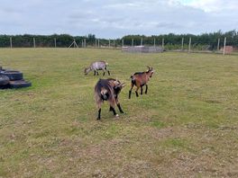 The on site goats