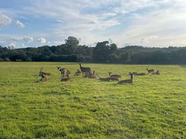 Deer in neighbouring field