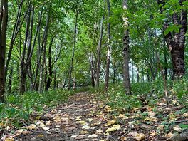 Woodland walk