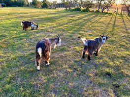 Goats
