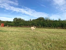 Alpacas albert and bilbo with the composting loo in the cabin on the left