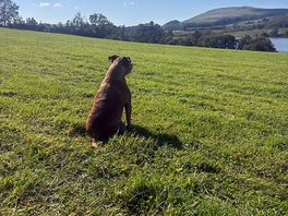 Bizzy enjoying view
