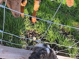 Friendly neighbors