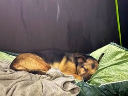 Tired dog!