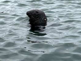 Seal at the harbour