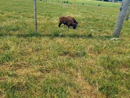 Another sheep