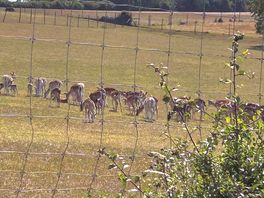 Deer on way in