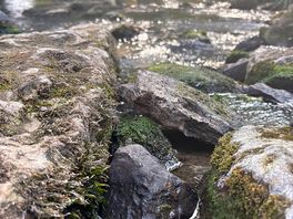 Wild swimming