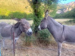 Very friendly neighbours