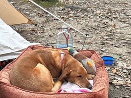 Site was dog friendly