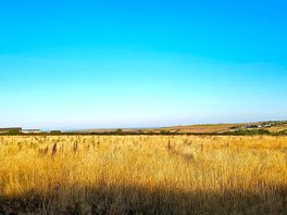 View from the dog walk
