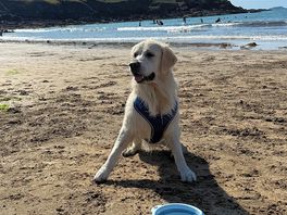 Dog friendly, bailey would definitely visit again!