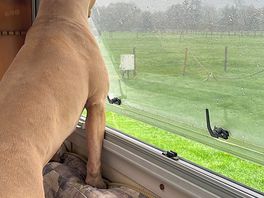 Watching the horses x