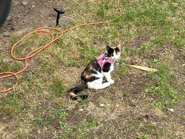 My kitten hew is 4 months old