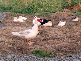 Farm animals