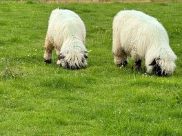 Sheep next to piches