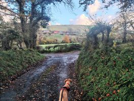 View from the morning walk back to the hut