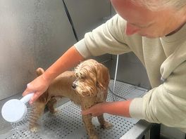 Dog grooming area free to use