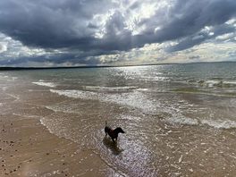 Dog having fun