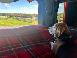 Watching the other dogs in the dog area
