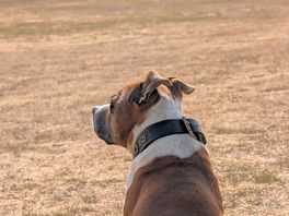 My dog enjoying the site