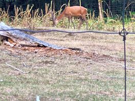 Wildlife
