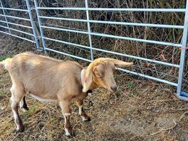 Shy goat
